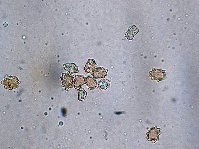 La Flora fungina negli aspetti microclimatici subtropicali